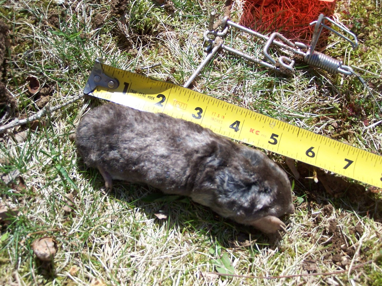 Hartford County mole measured at five and a half inches with tape measure