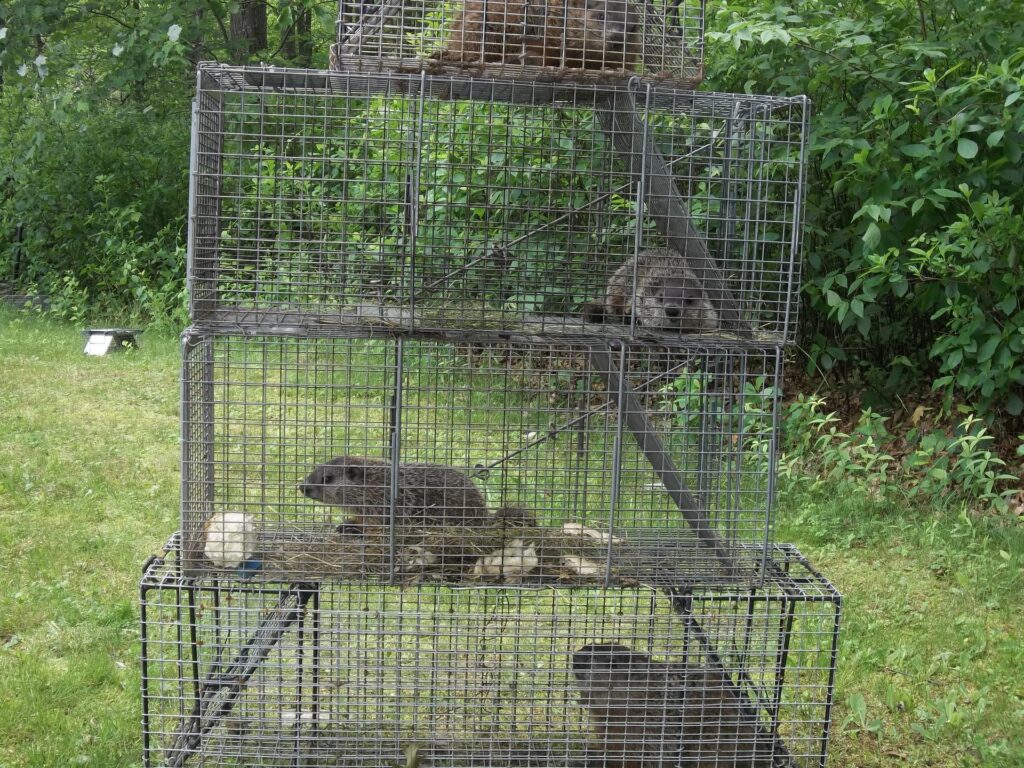 woodchuck removal Berlin CT four cage traps with woodchuck family