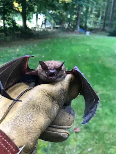 Bat removal Wildlife Control Hartford county CT