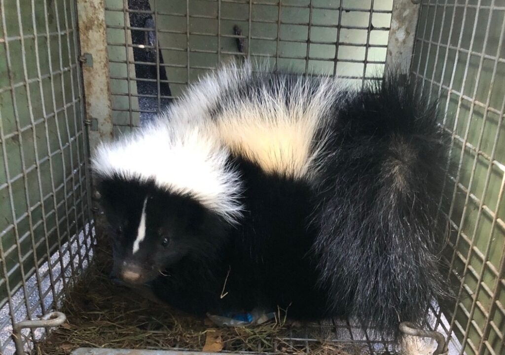 Skunk removal from under porch at West Hartford CT home