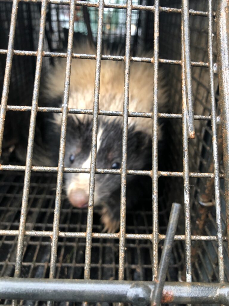 Hartford county skunk removal