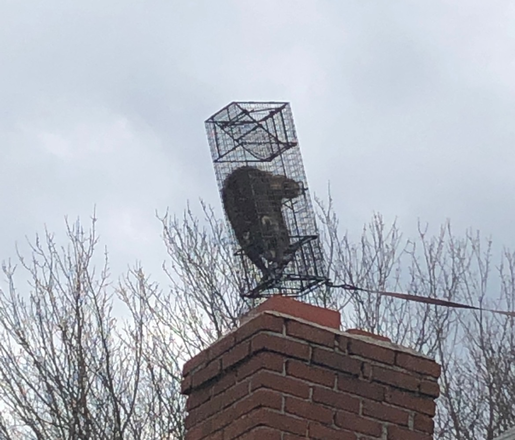 Raccoon removal from chimney at West Hartford CT home