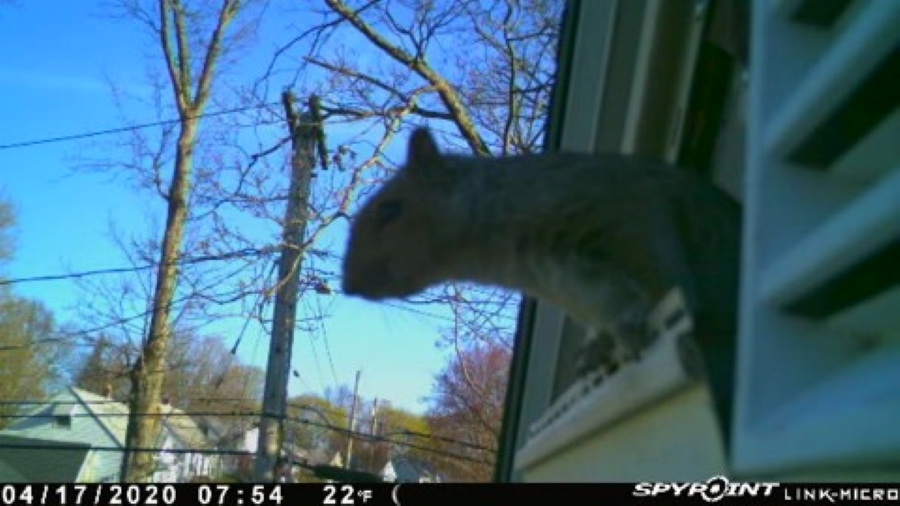 Squirrel removal from gable vent in West Hartford CT
