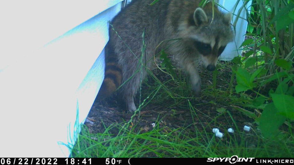 Burlington raccoon removal