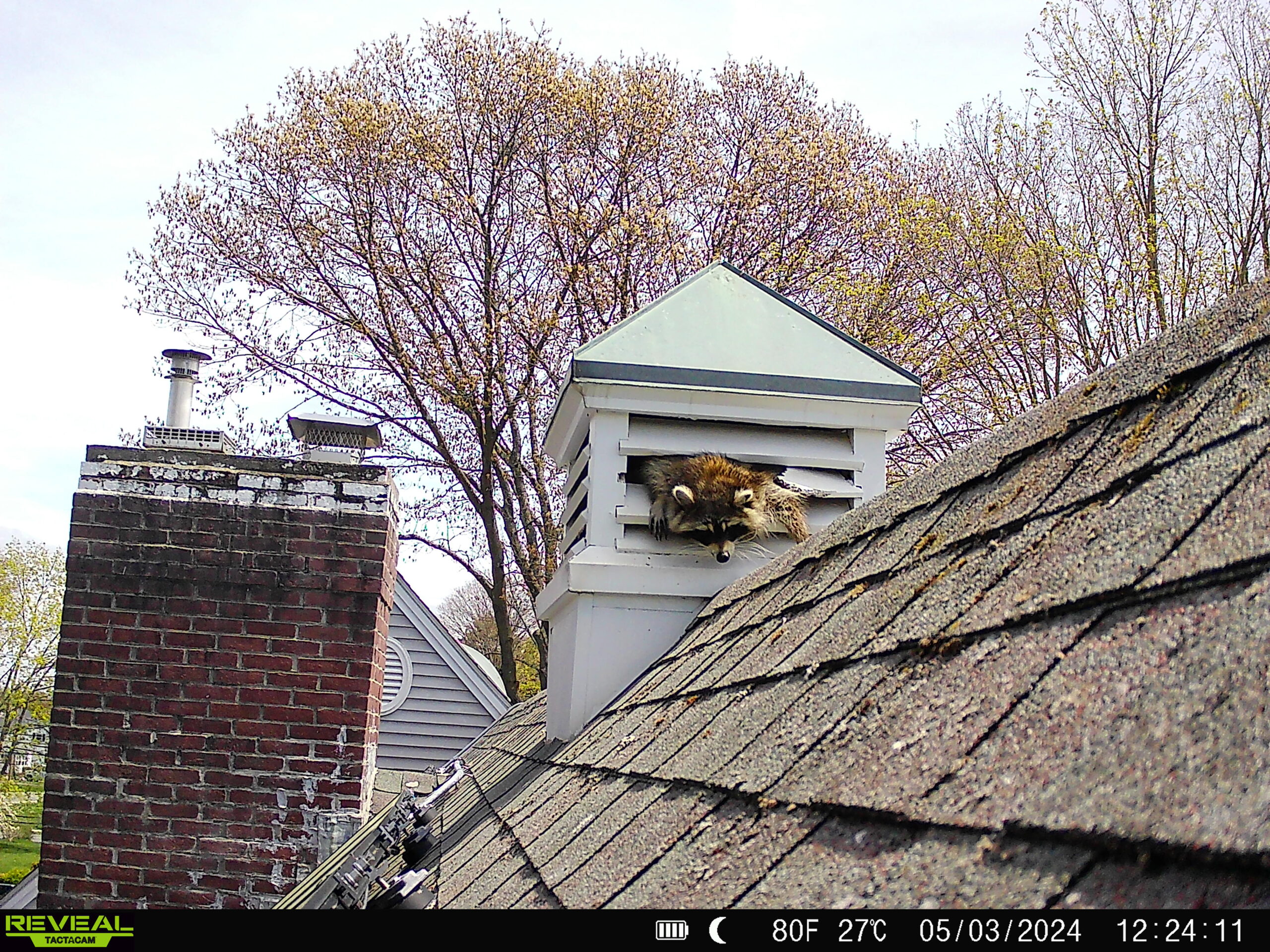 raccoon removal farmington ct attic damage roofline entry chimney den