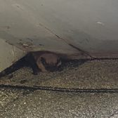 bat removal farmington ct roofline soffit entry attic colony