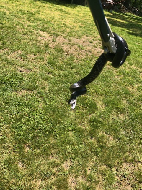 snake removal farmington ct basement foundation entry black rat snake