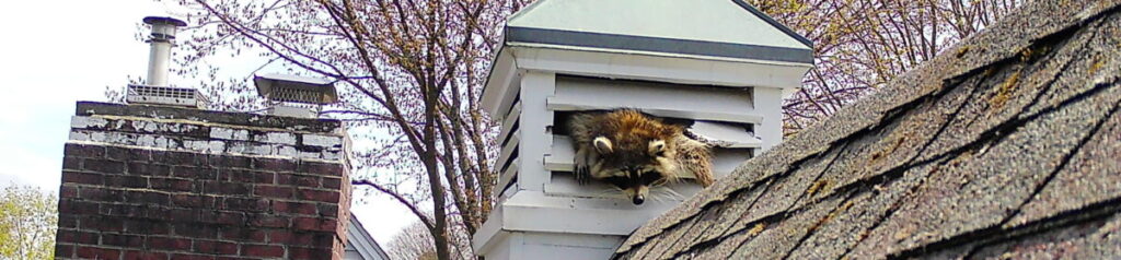 raccoon removal Berlin CT raccoon squeezing out attic cupola