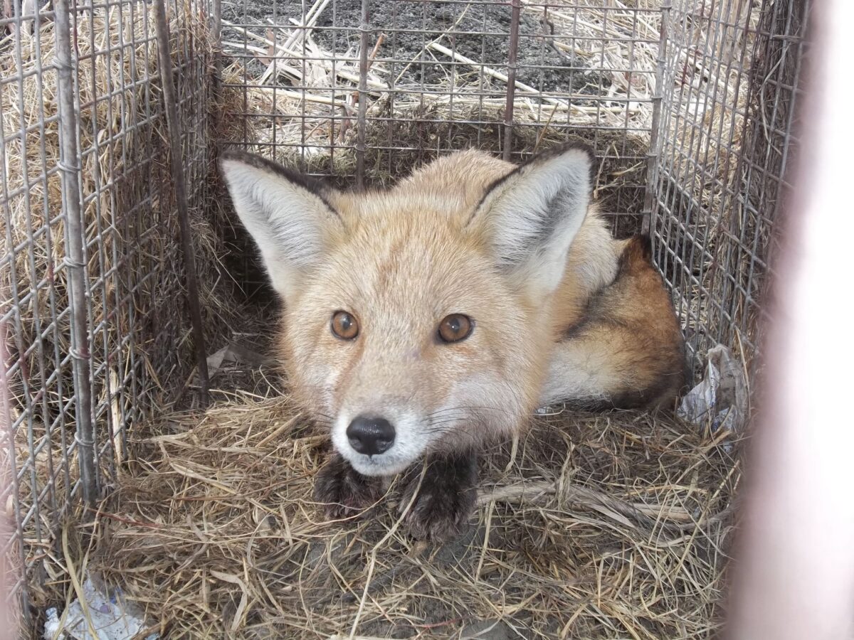 wildlife removal Berlin CT fox in cage trap close up