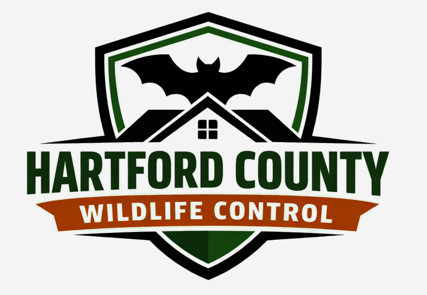 Wildlife Control Hartford CT