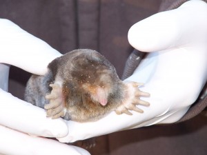 mole in gloved hand Hartford County CT mole removal