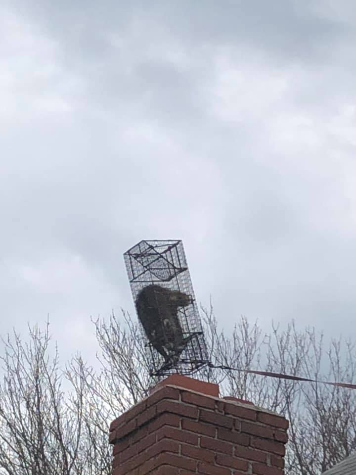 raccoon removal canton ct chimney attic entry damage