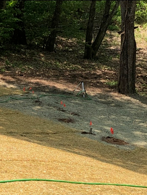 mole mounds and mole traps on newly seeded lawn South Glastonbury CT