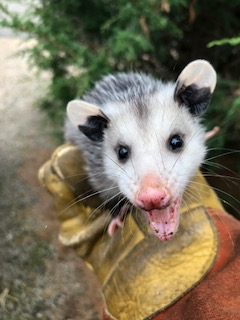 Young opossum removal from garage in West Hartford CT