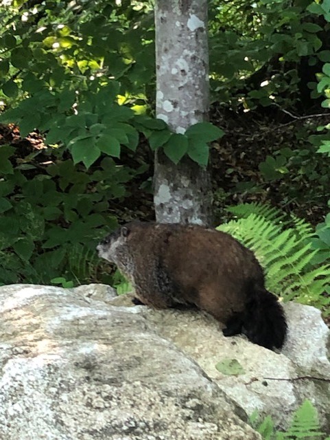 Woodchuck removal in West Hartford CT yard near boulder