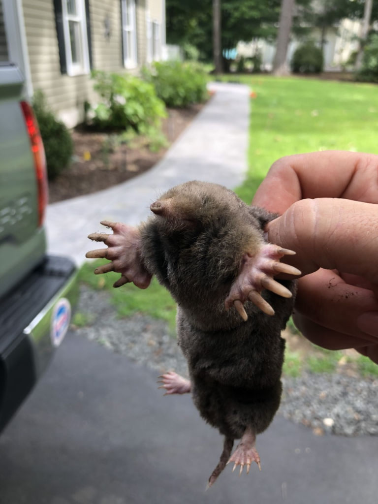 Mole removal in West Hartford CT yard
