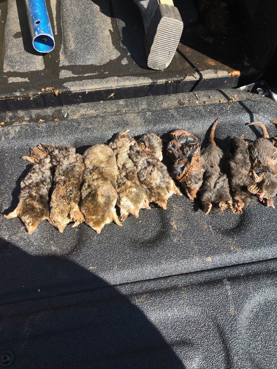 nine moles trapped in Hartford County lined up on tailgate